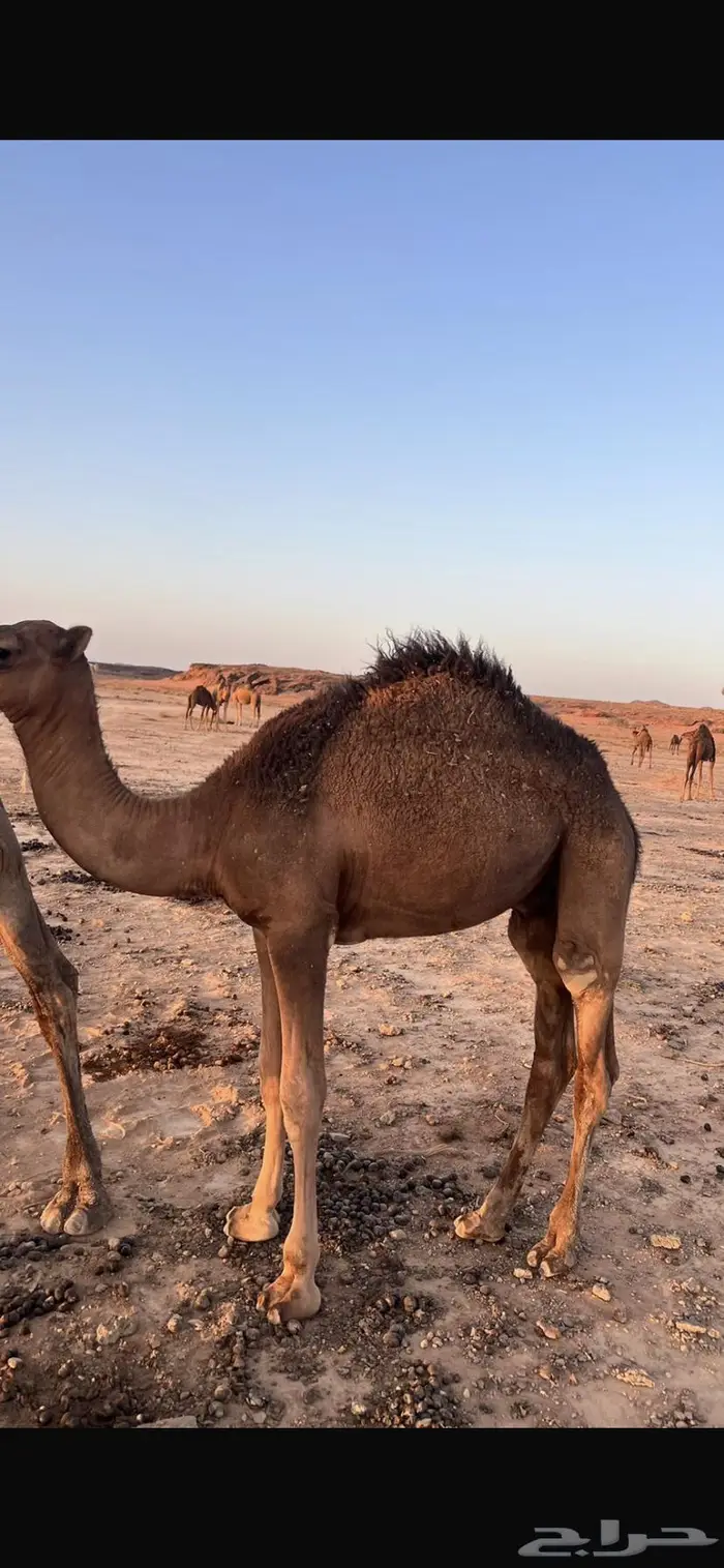 قعدان 5 العمر 8 شهور الموقع الشملي 2