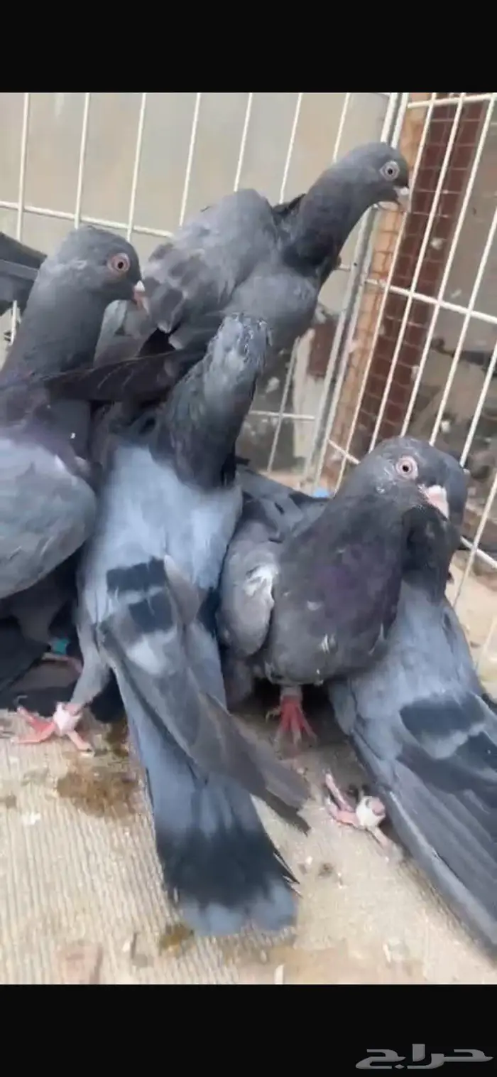 قطايف زرق معرفه. الخرج 5