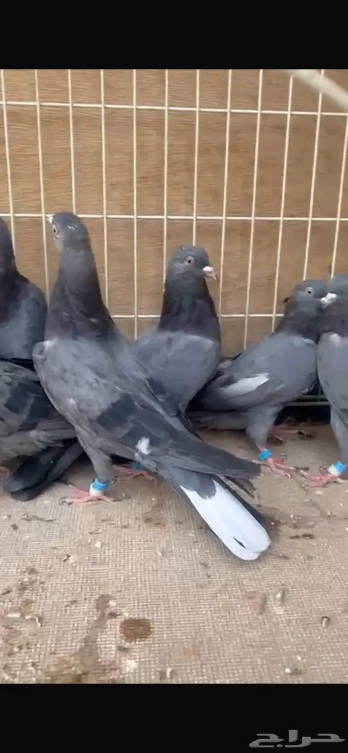 قطايف زرق معرفه. الخرج 8