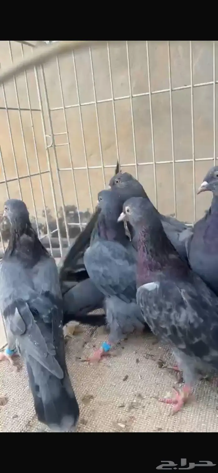 قطايف زرق معرفه. الخرج 2