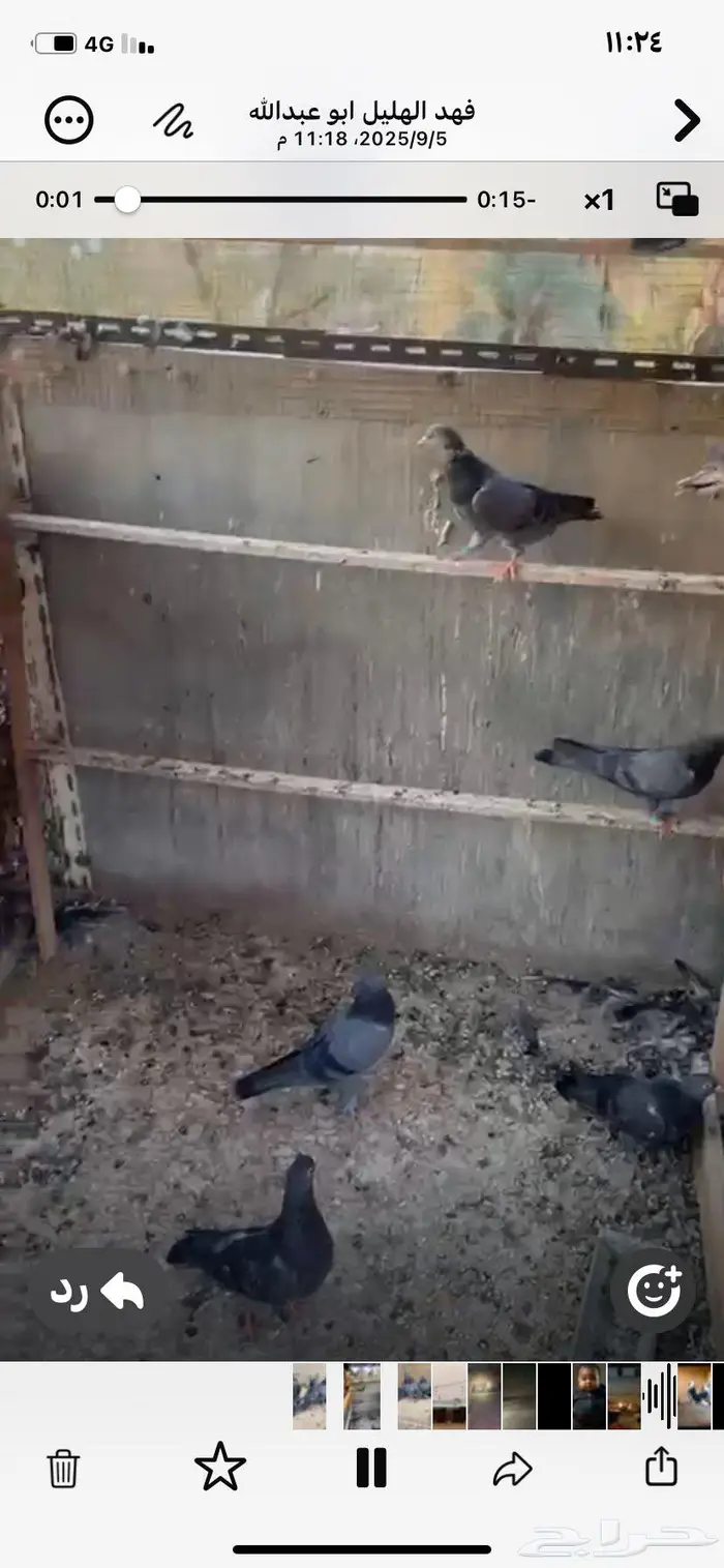 قطايف زرق معرفه. الخرج 4