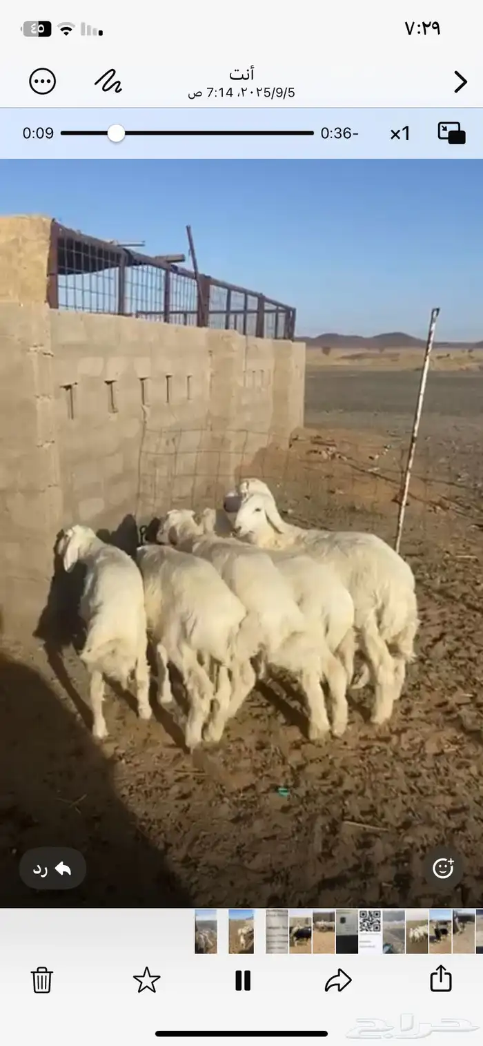 بهم من مراحي العدد 6 خرفان 2