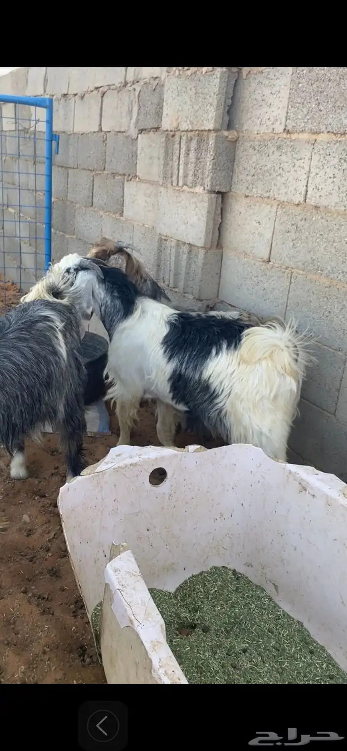للبيع تيوس وجفرات 0