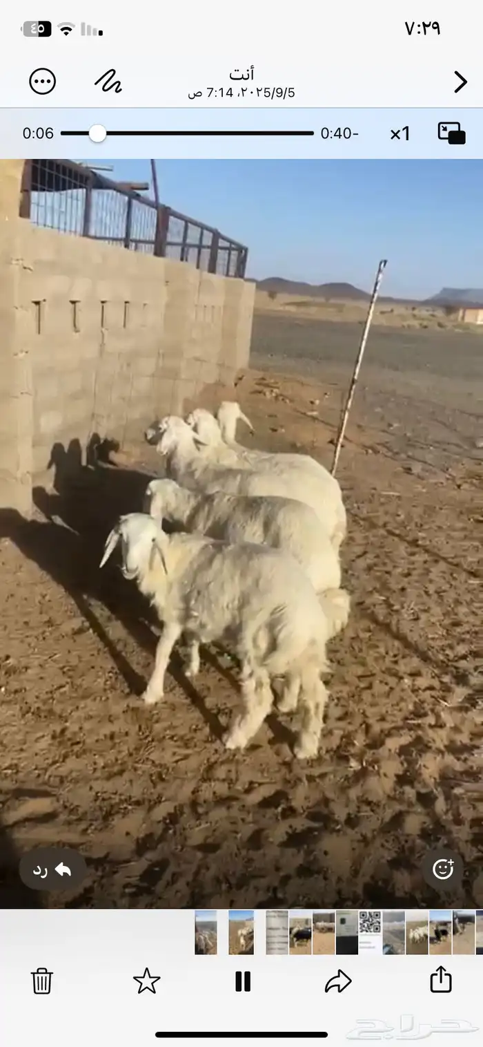 بهم من مراحي العدد 6 خرفان 4