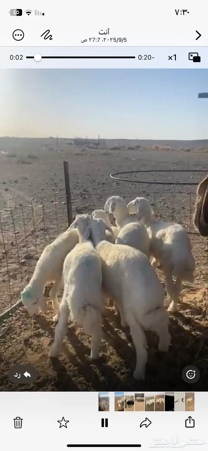 بهم من مراحي العدد 6 خرفان 1