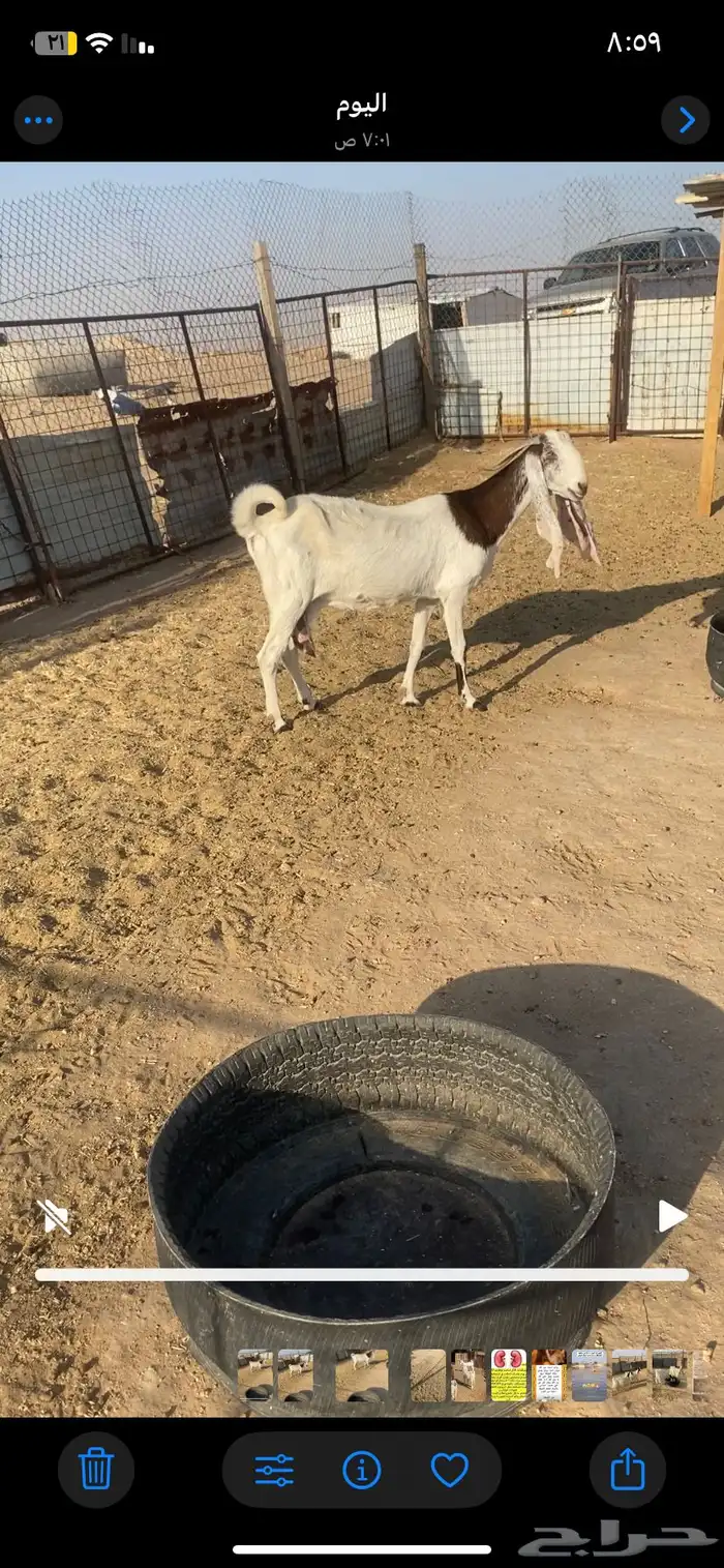 عنز للبيع 0