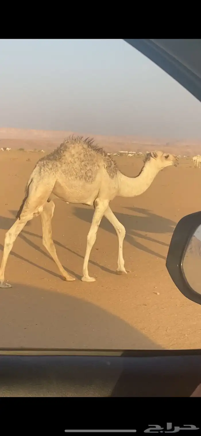 الحوطه بني تميم 1