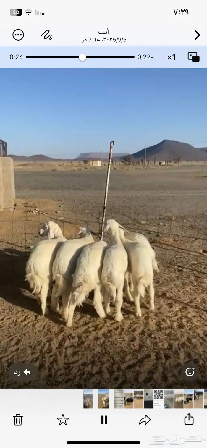 بهم من مراحي العدد 6 خرفان 5