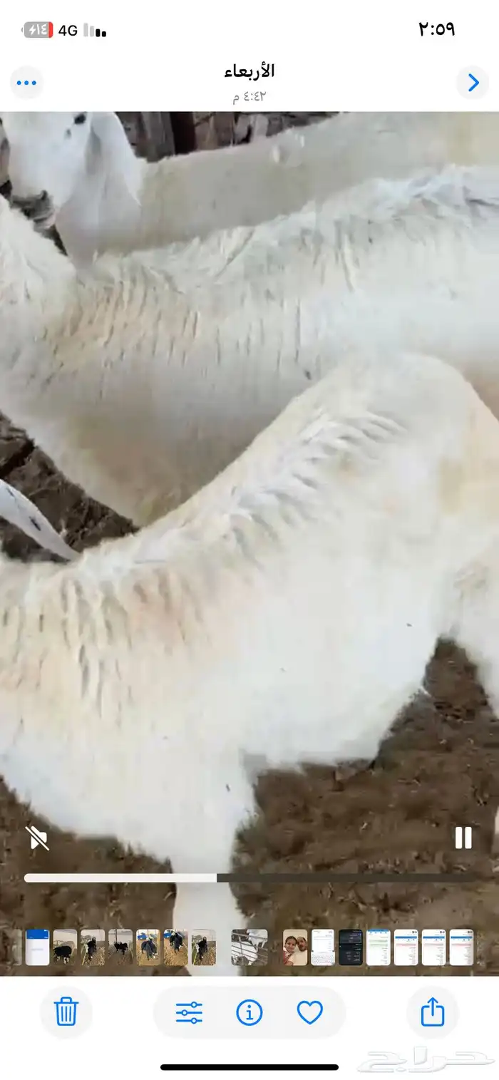 ذبايح حريا ونجد ونعيم 0