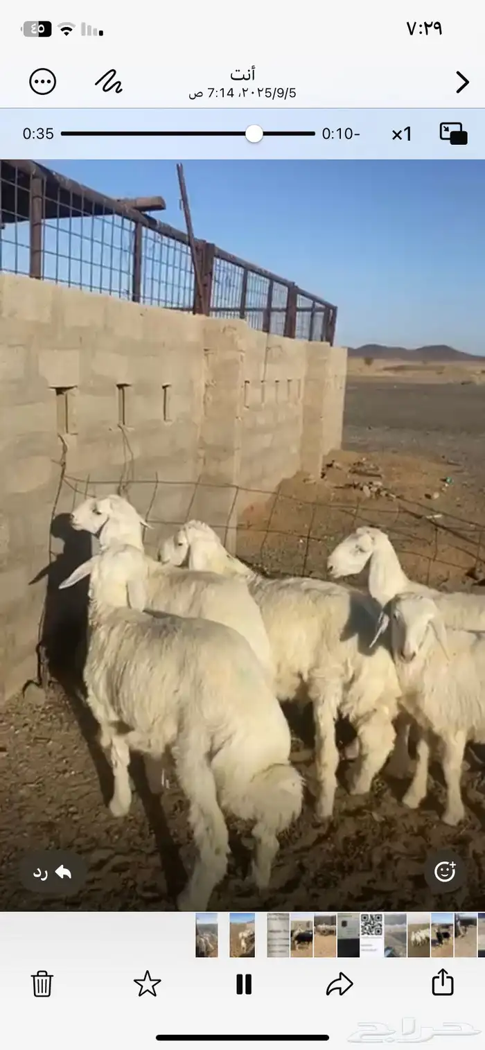 بهم من مراحي العدد 6 خرفان 3