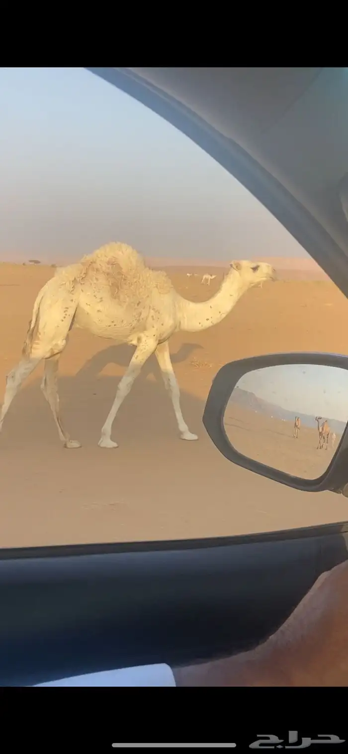الحوطه بني تميم 0