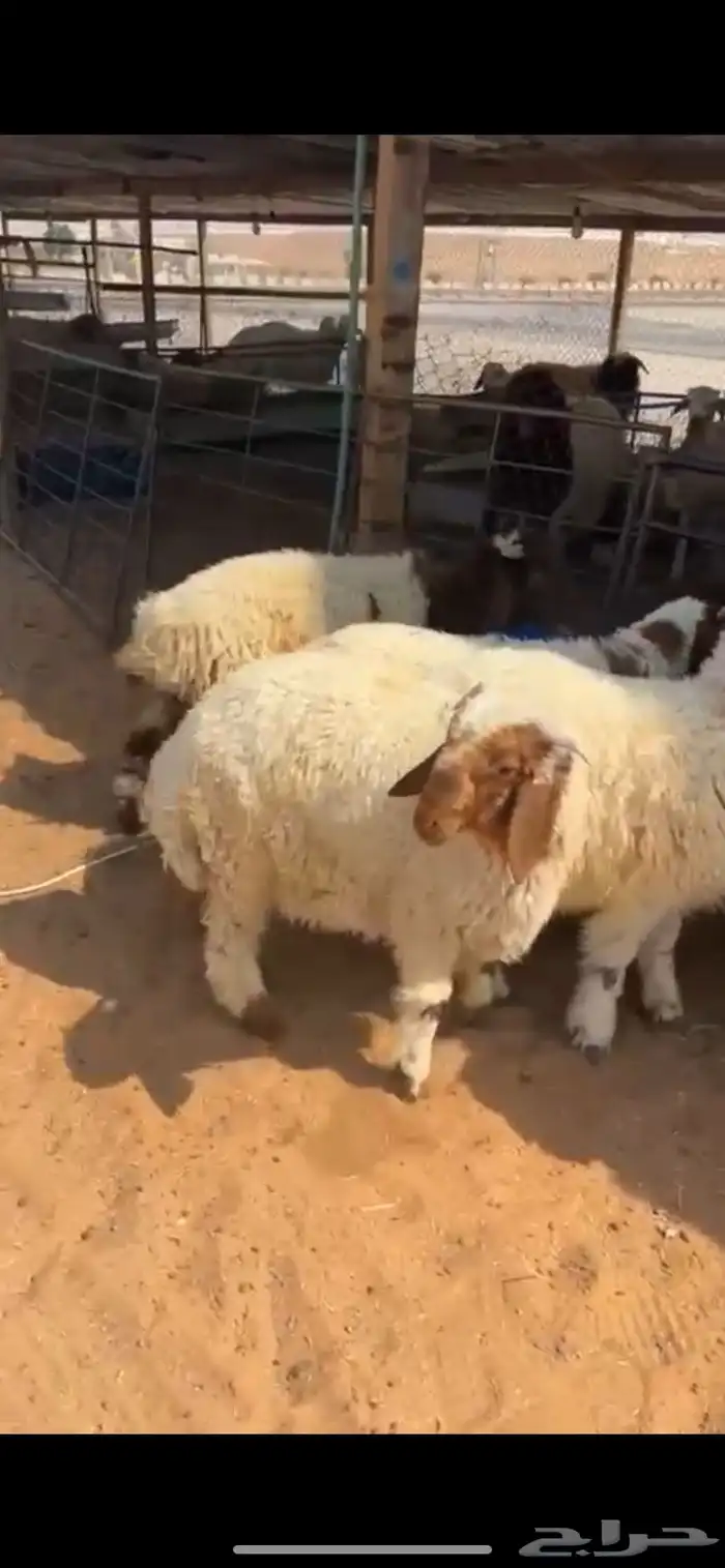 ذبايح حريا ونجد ونعيم 3
