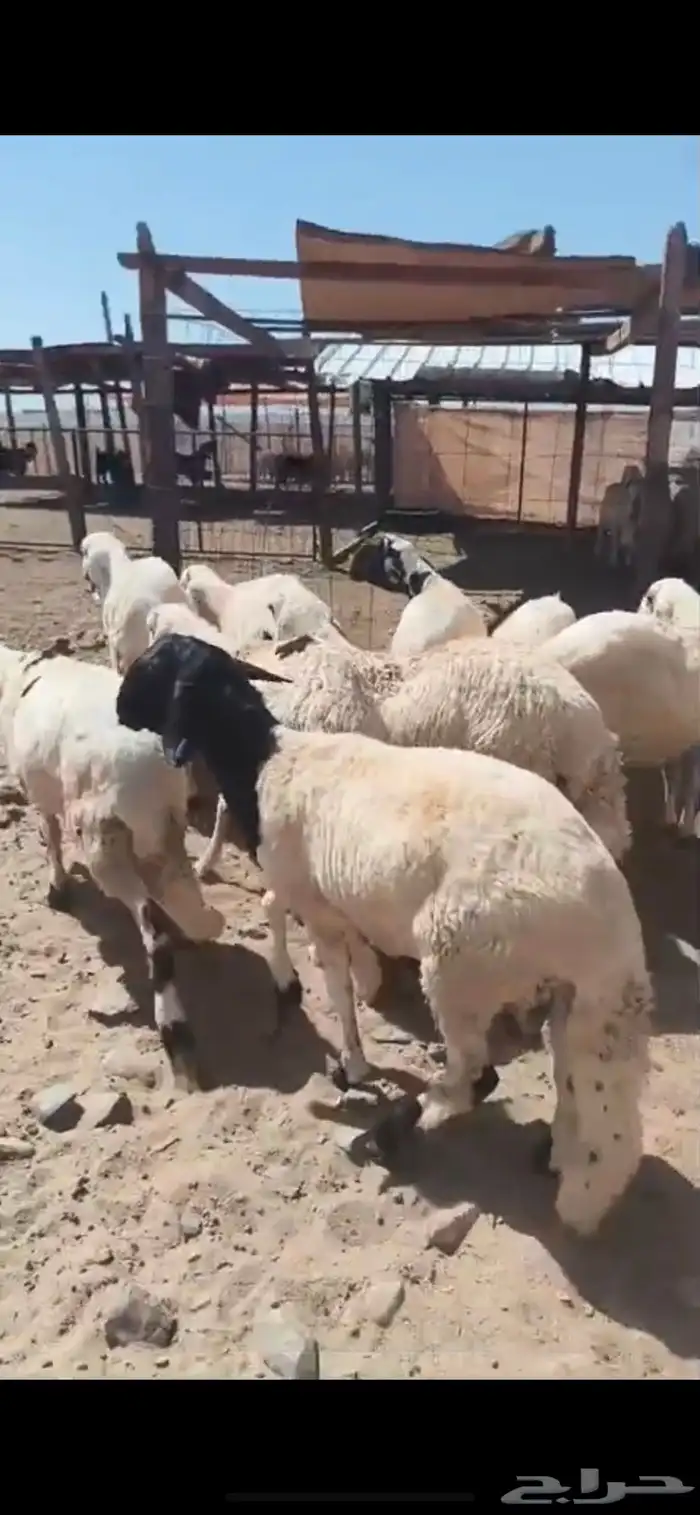 سواكنيات مرابي الطايف على برسيم وشعير مشروط 1