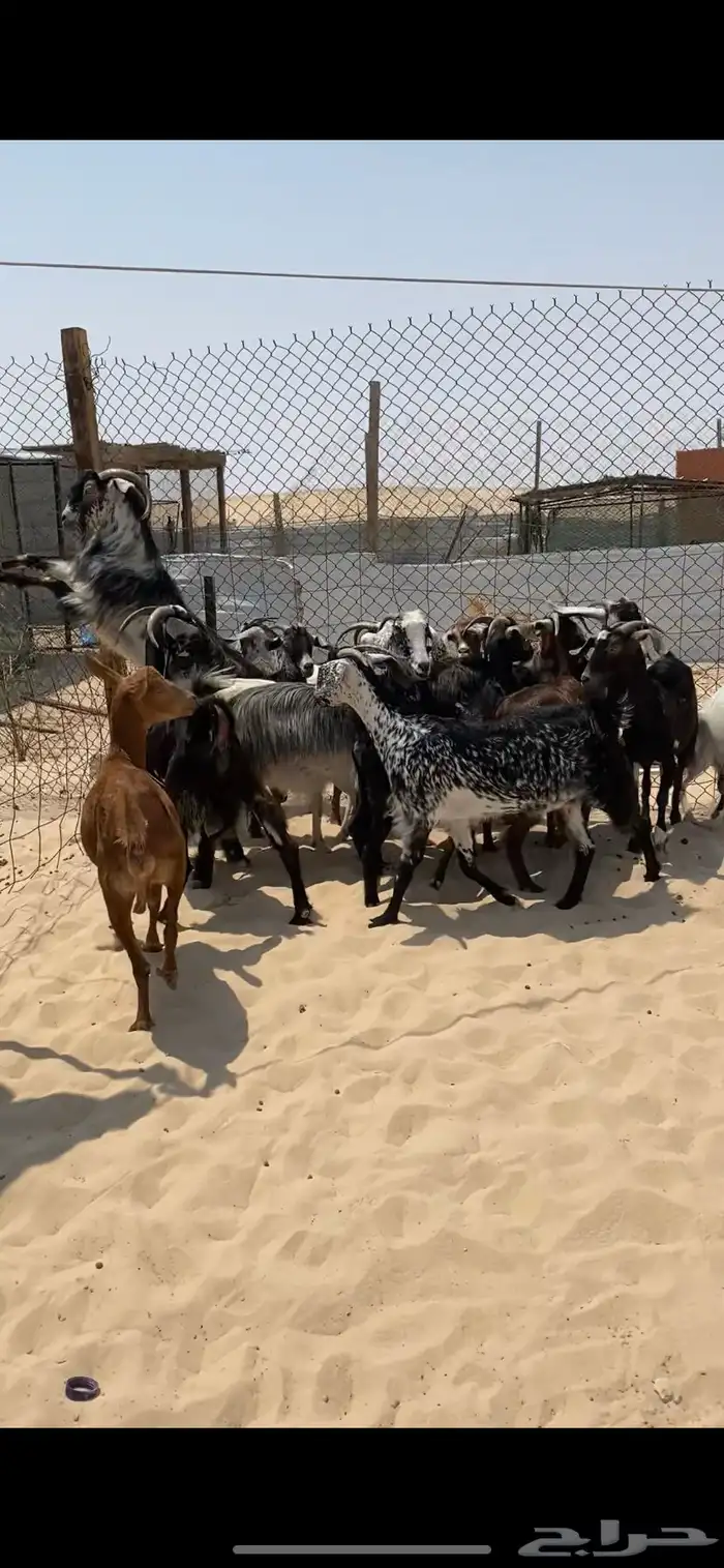 معزا جنوبيات مراح واحد . 1