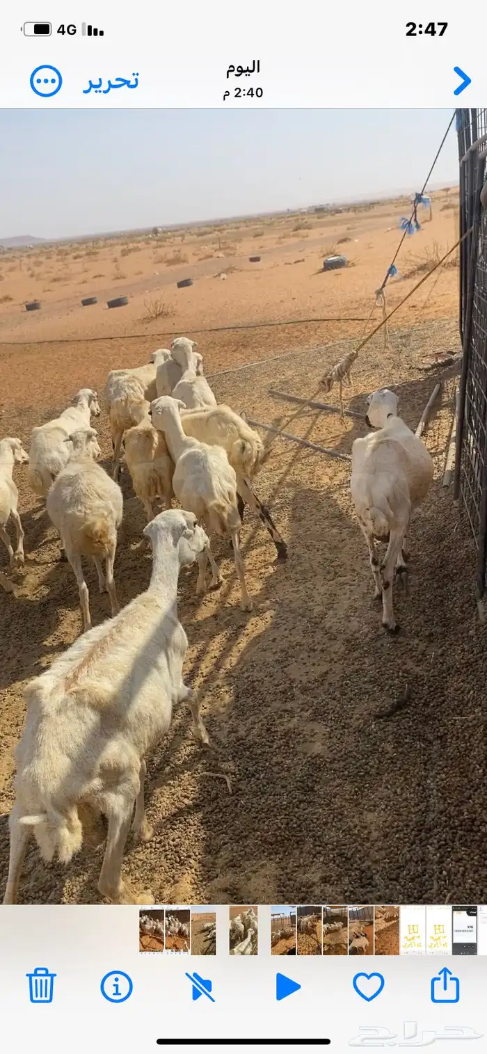 ضان رفيديات 14عليها 15مهجن حري للبيع 3