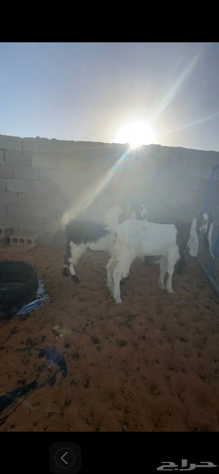 للبيع تيوس وجفرات 3