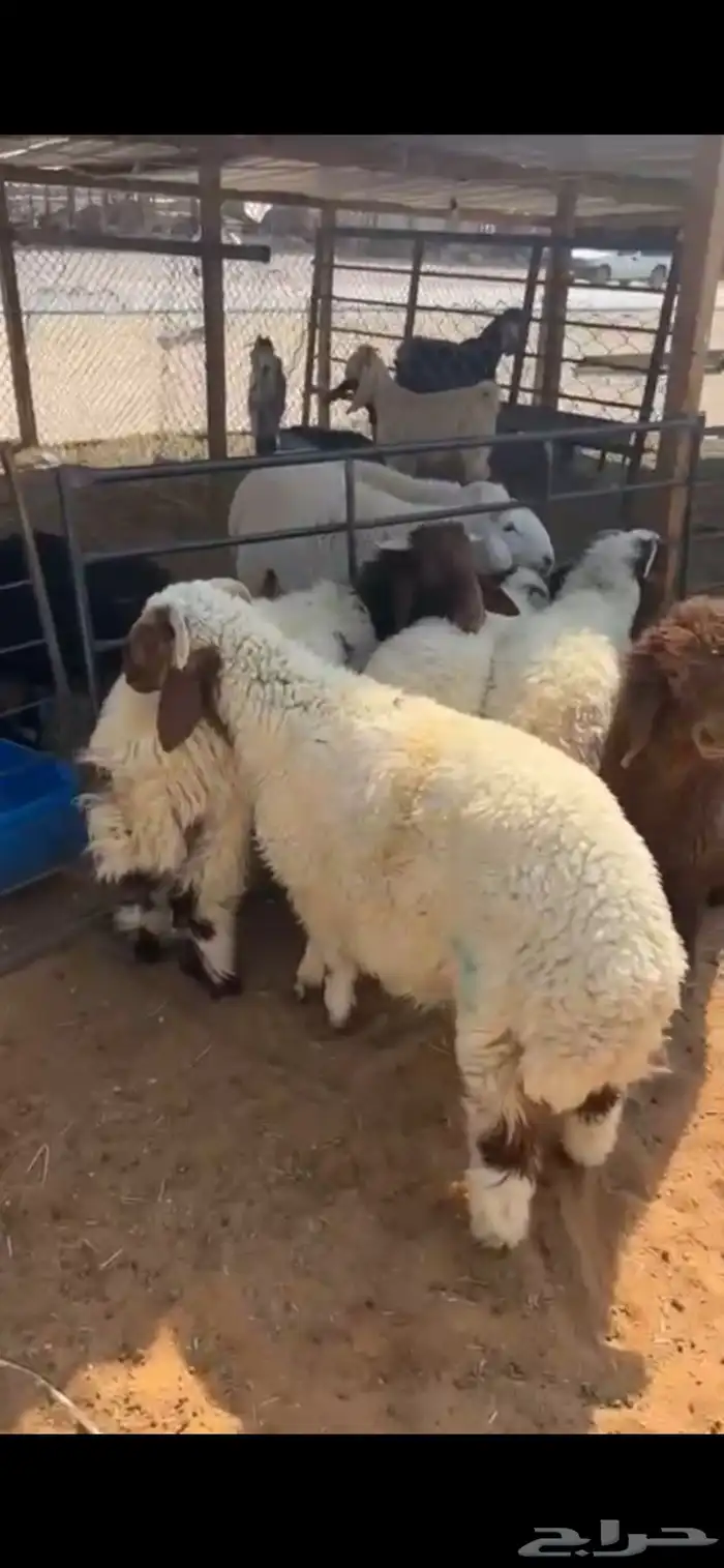 ذبايح حريا ونجد ونعيم 2