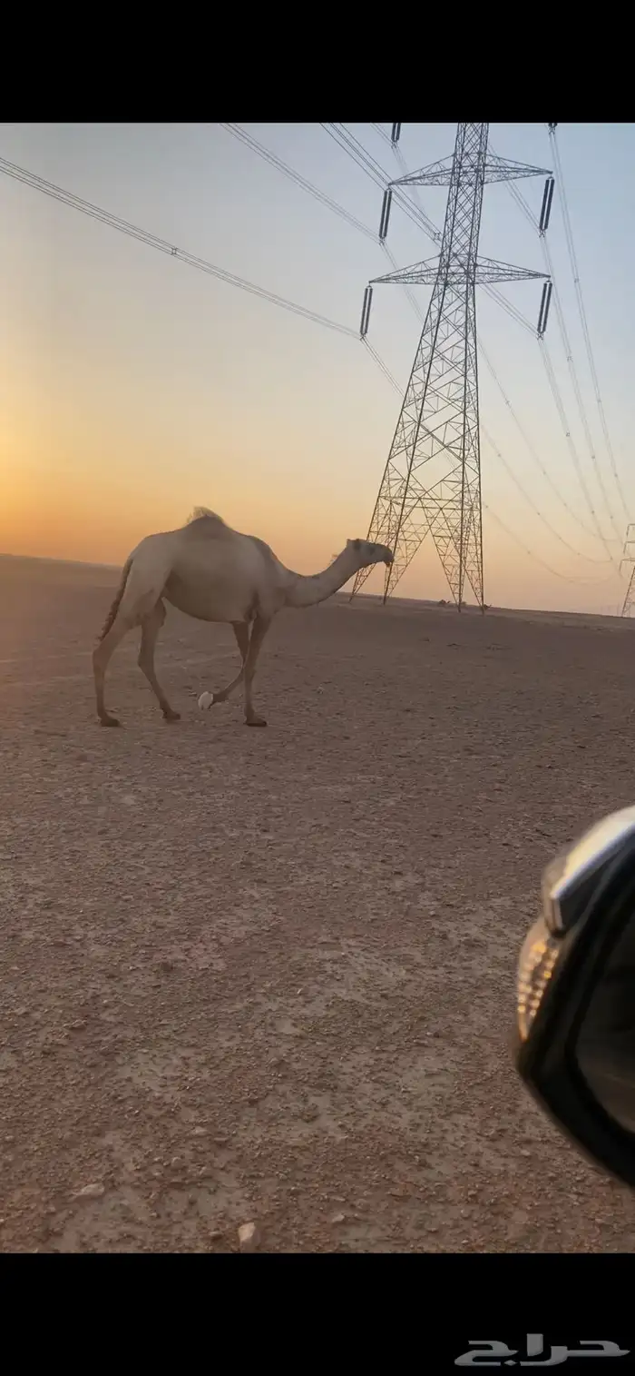 للبيع ناقه صفرا تو مبيوع ولدها 0