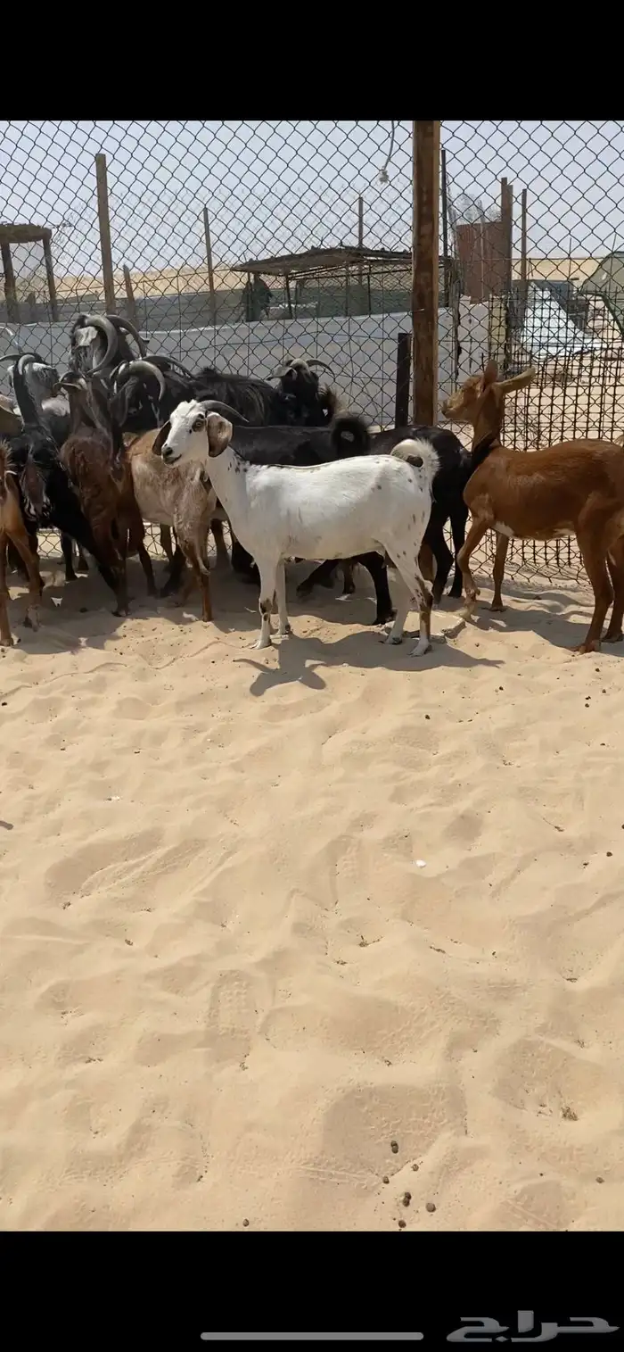 معزا جنوبيات مراح واحد . 2
