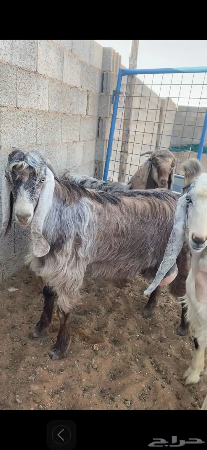 للبيع تيوس وجفرات 2