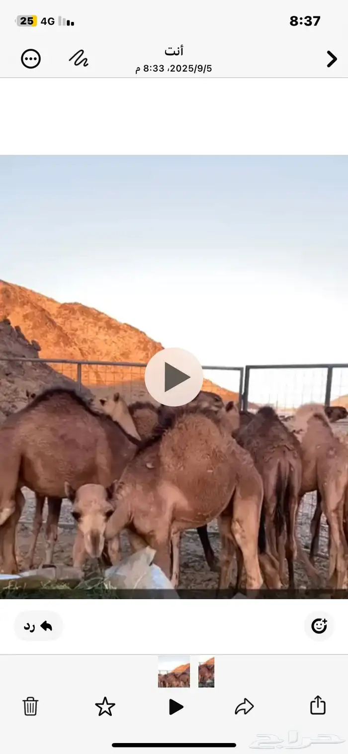 للبيع 15 قعدان فيهن بكرتين نظاف طيبات سمان 0