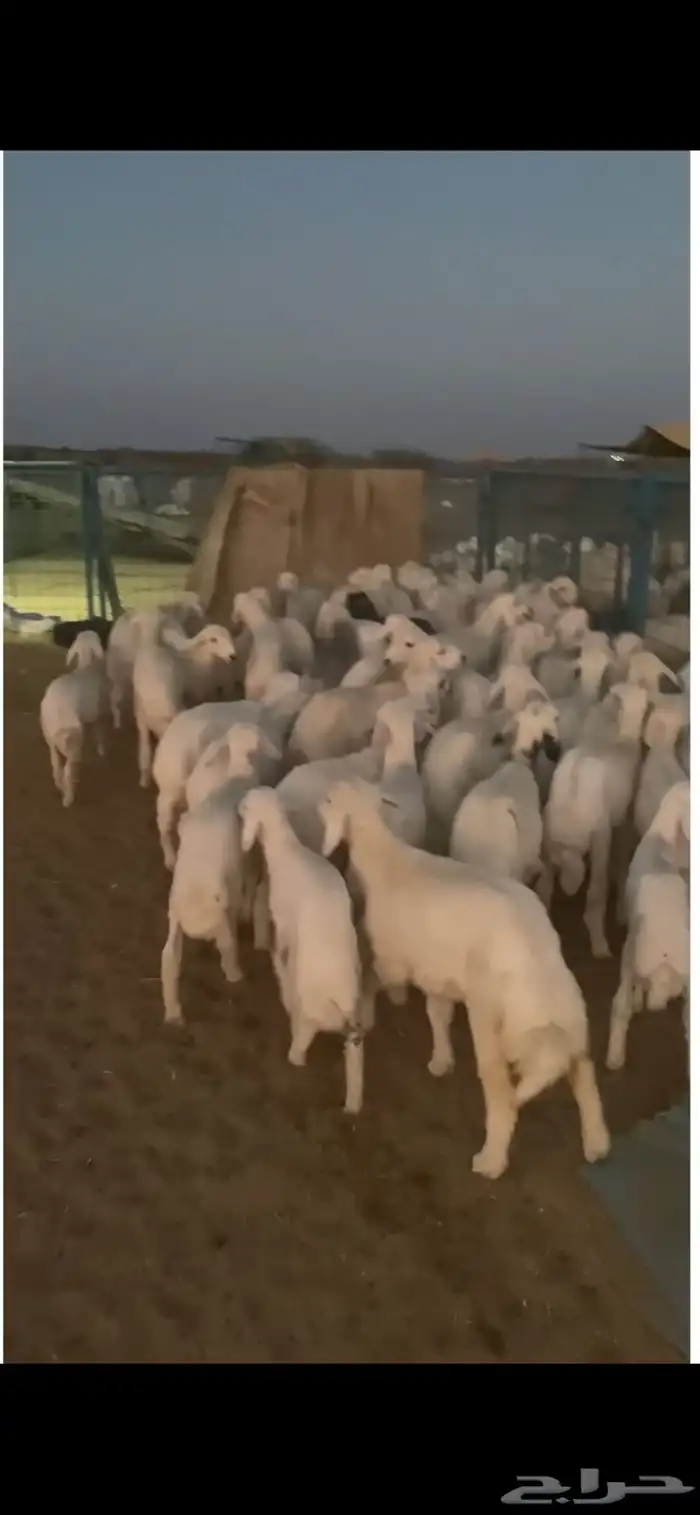 بهم تربيه تم البيع اضغط متابعه يصلك كل جديد نعرضه 0
