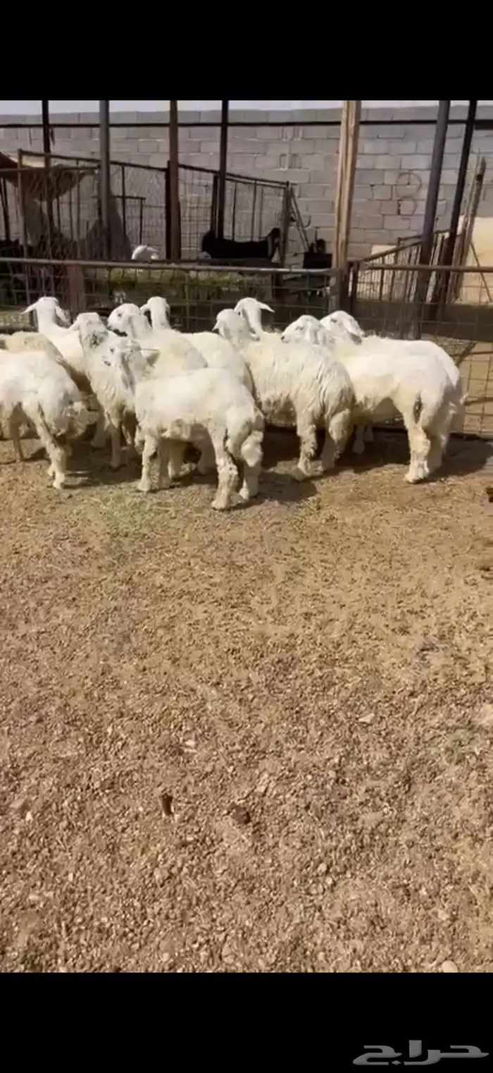 طليان وتيوس ذبايح للبيع مع أمكانية الذبح والتوصيل للعميل 4