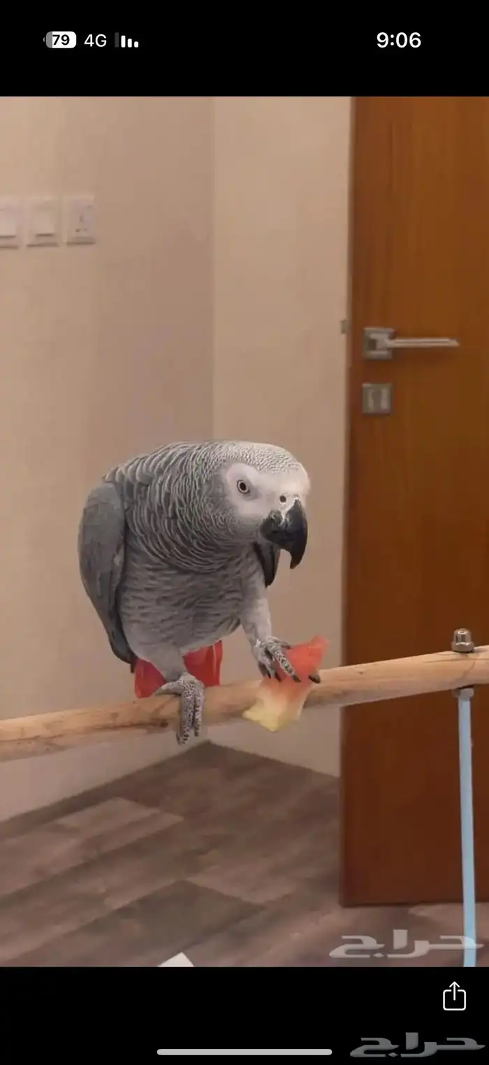 ببغاء كاسكو 1