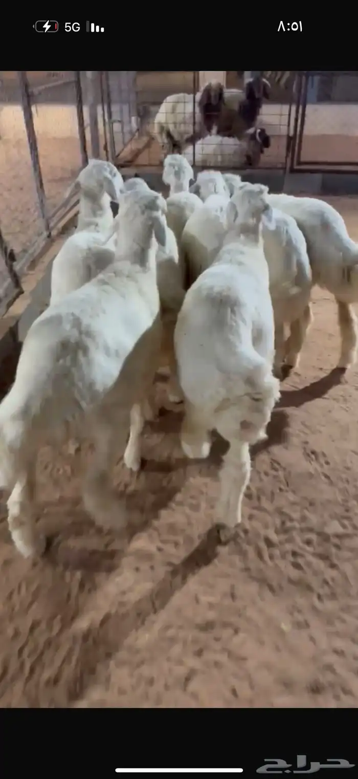 حريات ذبايح 3