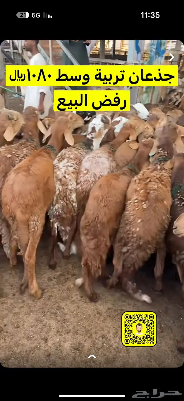 العتيبي لبيع واستيراد المواشي 0