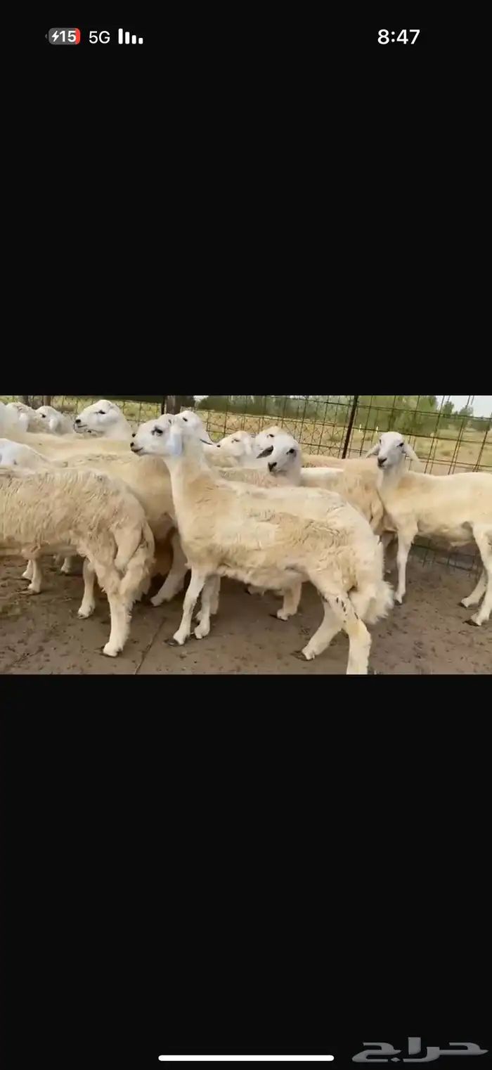 طليان مناسبات 1