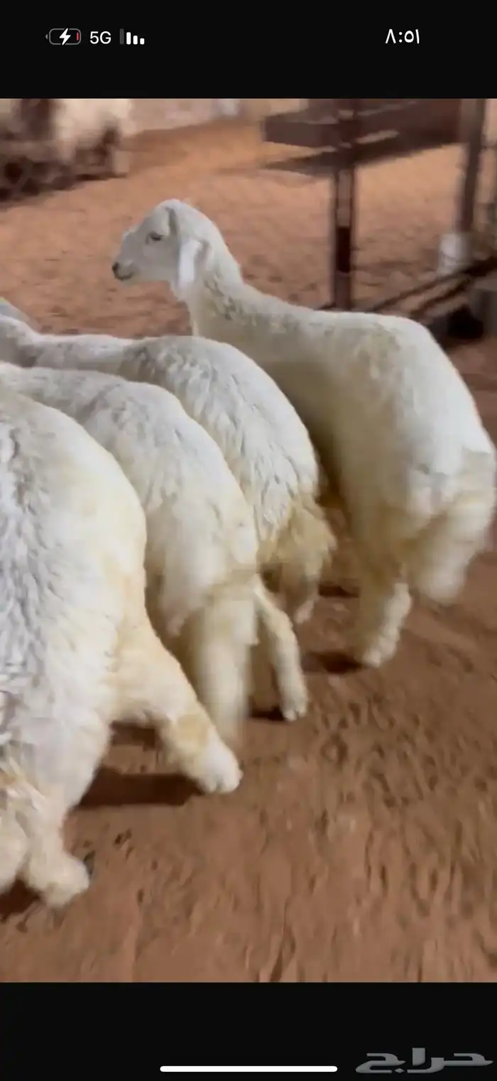 حريات ذبايح 2