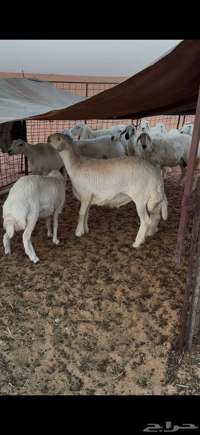 فحل حري جذع طيب العمر 8 شهور شرط النسف 2