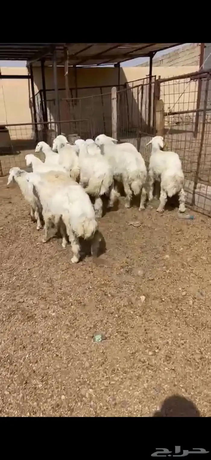 طليان وتيوس ذبايح للبيع مع أمكانية الذبح والتوصيل للعميل 2
