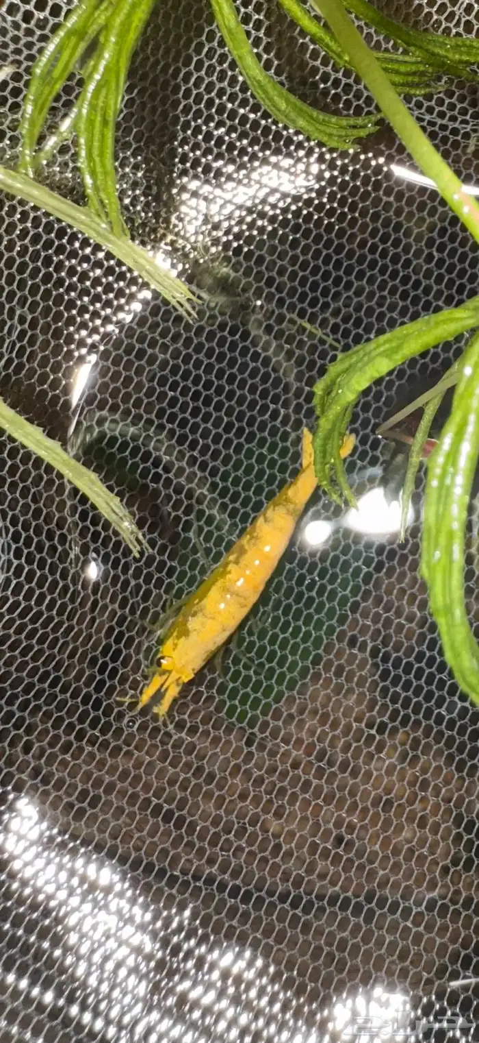 Freshwater shrimps روبيان نهري أحواض زينة 2