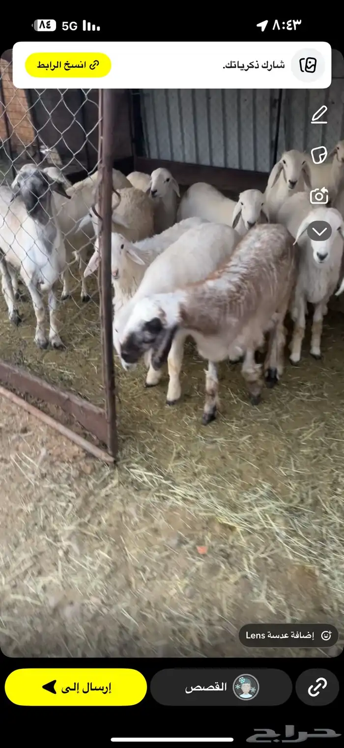طليان 11 ورخال 3 وحدها ثنيه وحدها جذعه وحدها عمرها 7 شهور 3