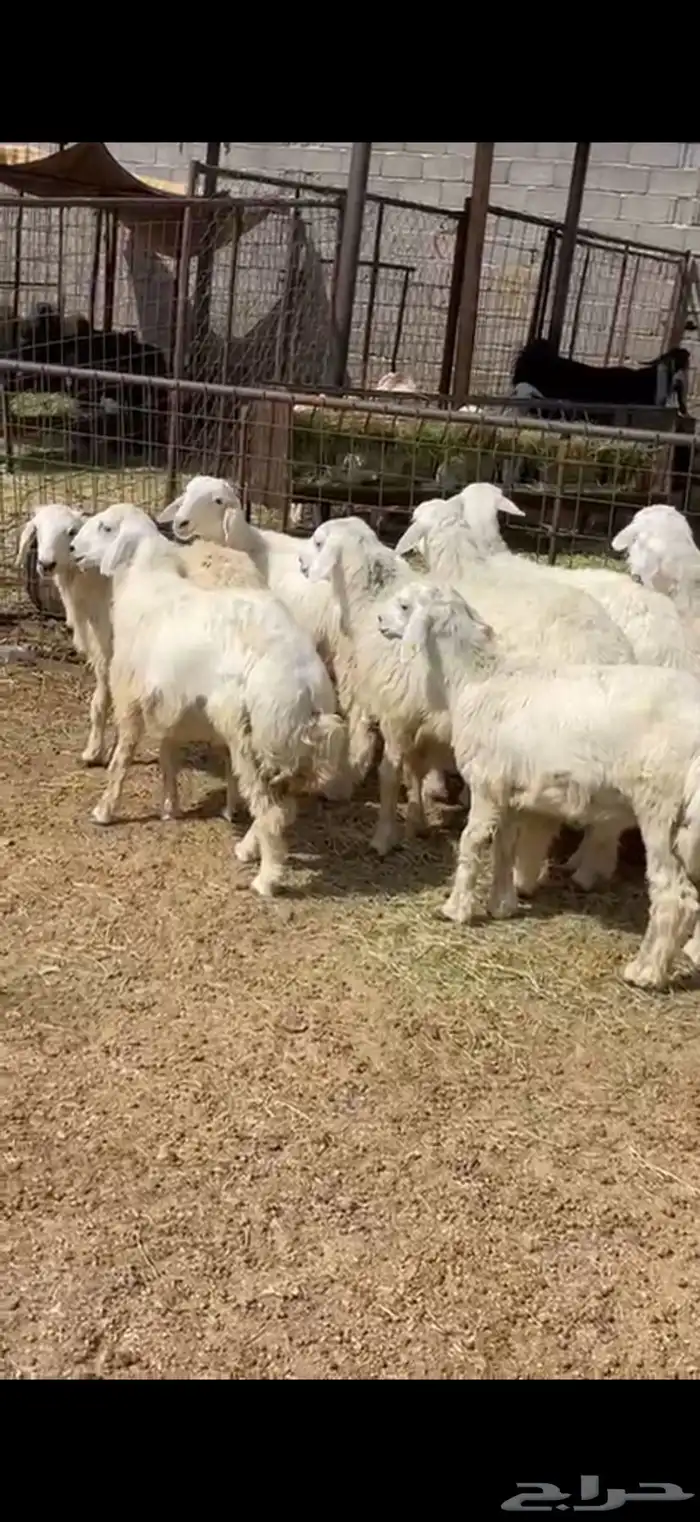 طليان وتيوس ذبايح للبيع مع أمكانية الذبح والتوصيل للعميل 1
