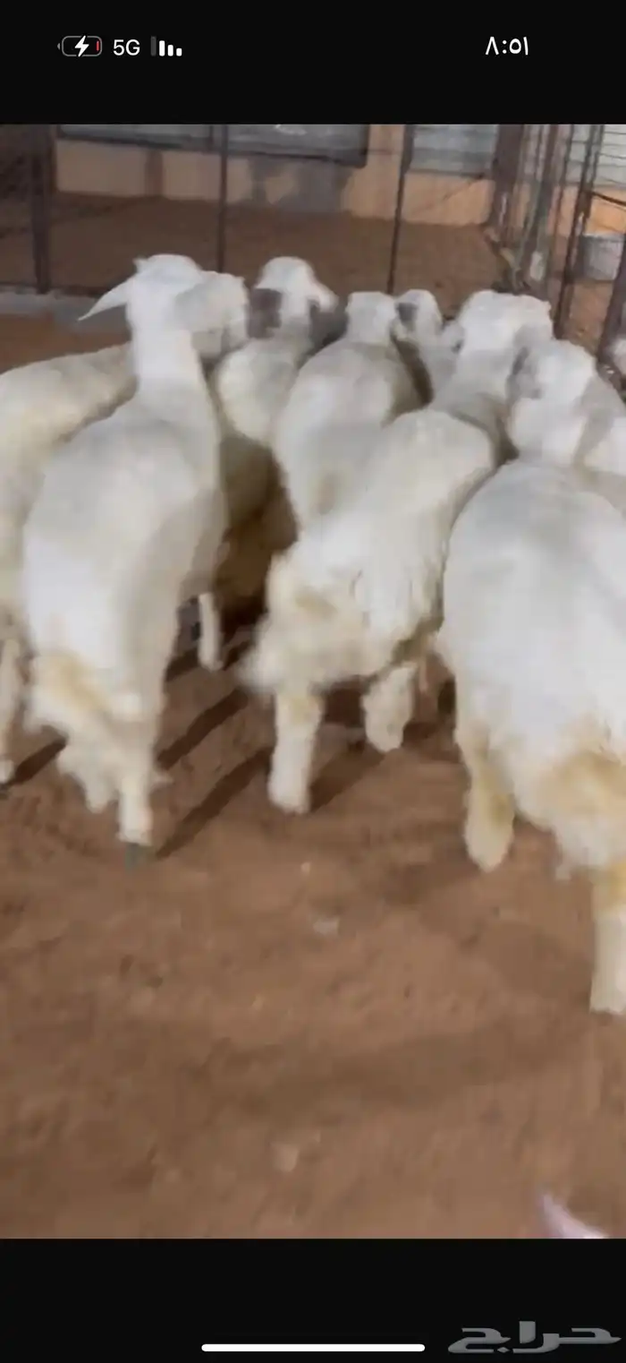 حريات ذبايح 6