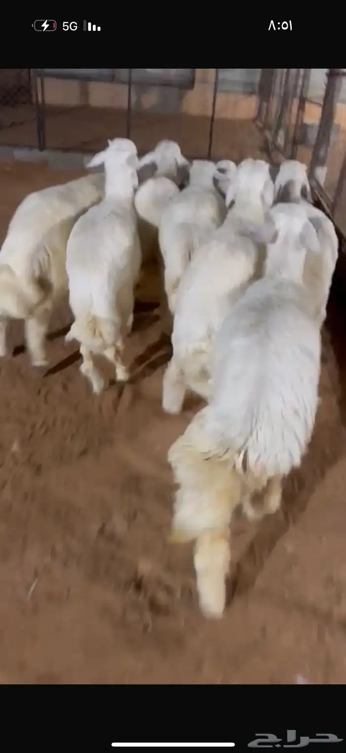 حريات ذبايح 1
