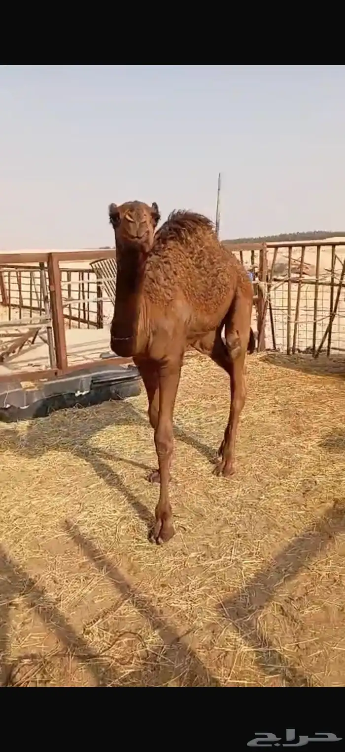 حاشي لباني 9