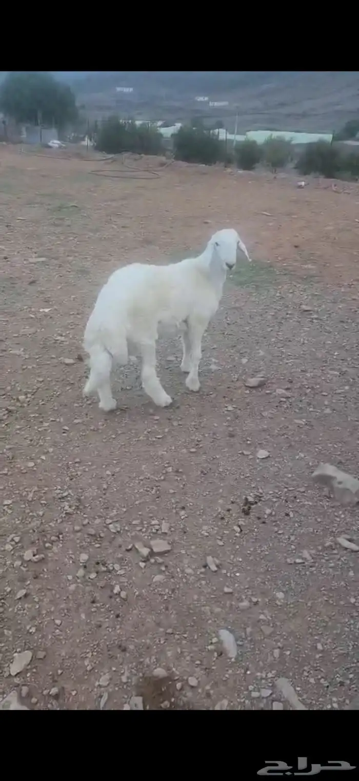 خروف للبيع 1