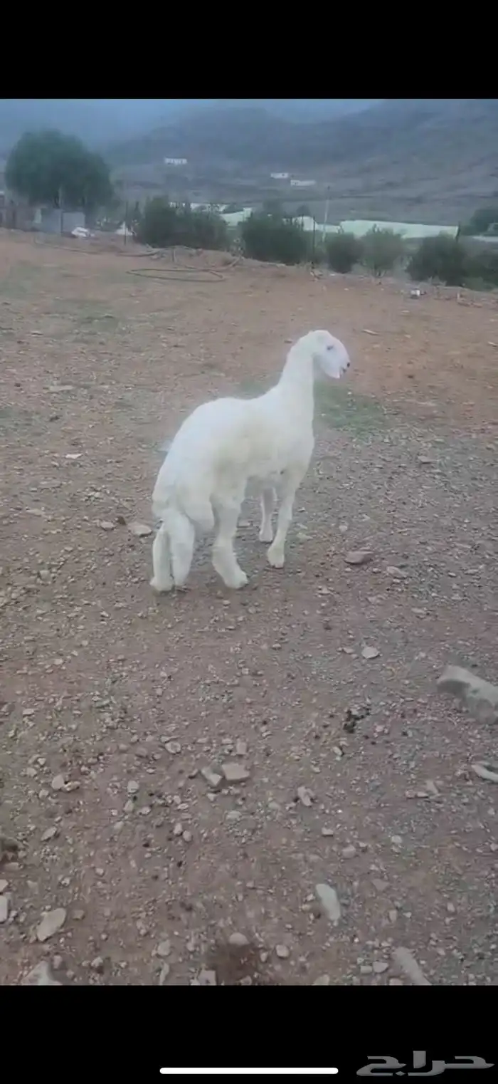 خروف للبيع 0