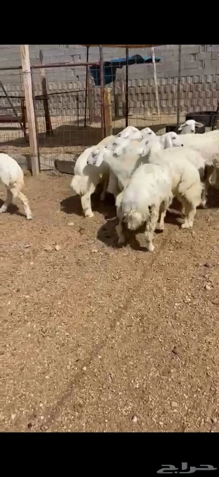 طليان وتيوس ذبايح للبيع مع أمكانية الذبح والتوصيل للعميل 5