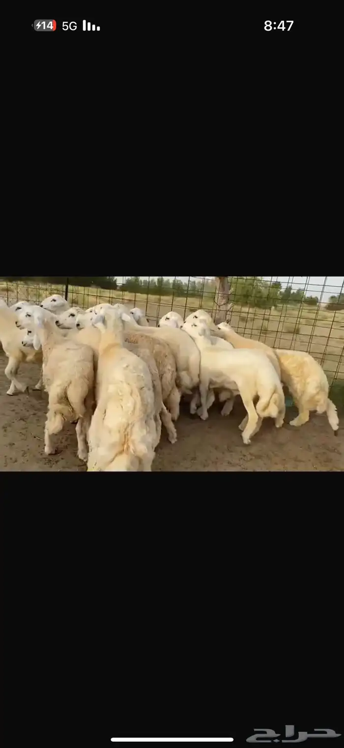 طليان مناسبات 0