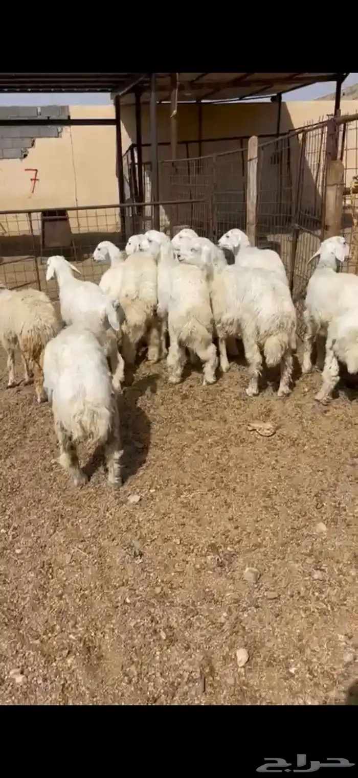 طليان وتيوس ذبايح للبيع مع أمكانية الذبح والتوصيل للعميل 3