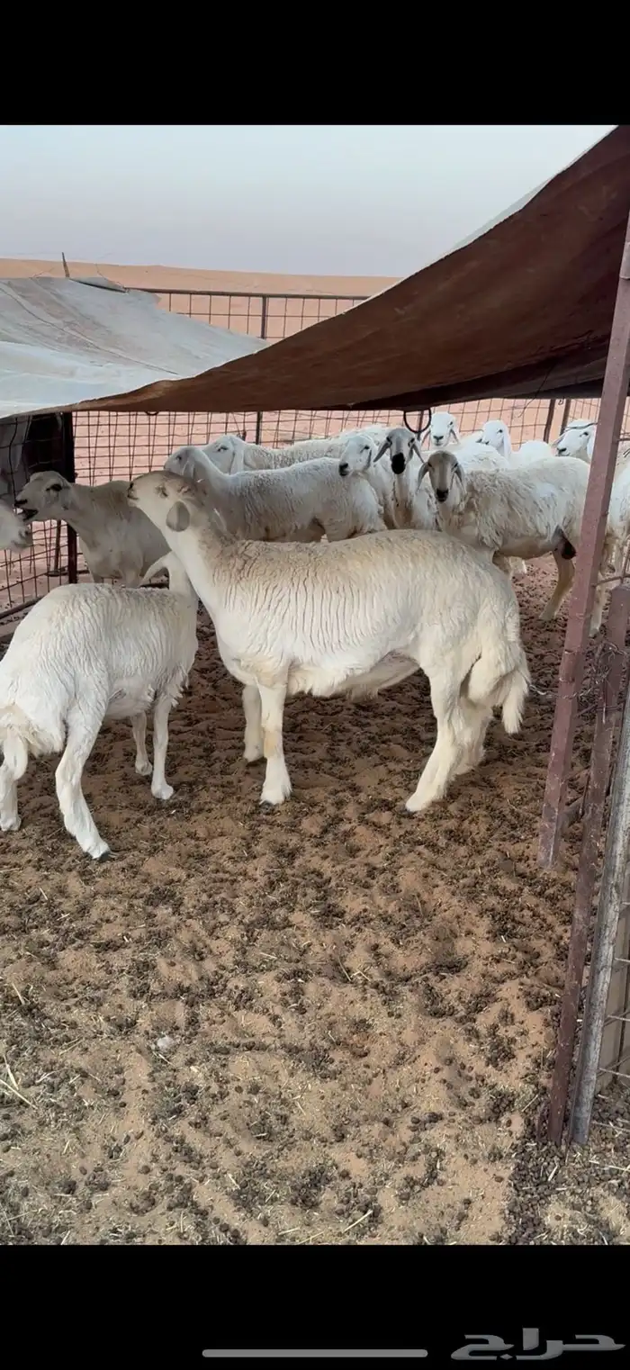 فحل حري جذع طيب العمر 8 شهور شرط النسف 3