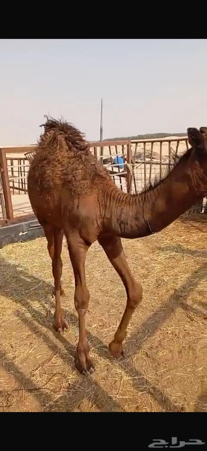 حاشي لباني 11