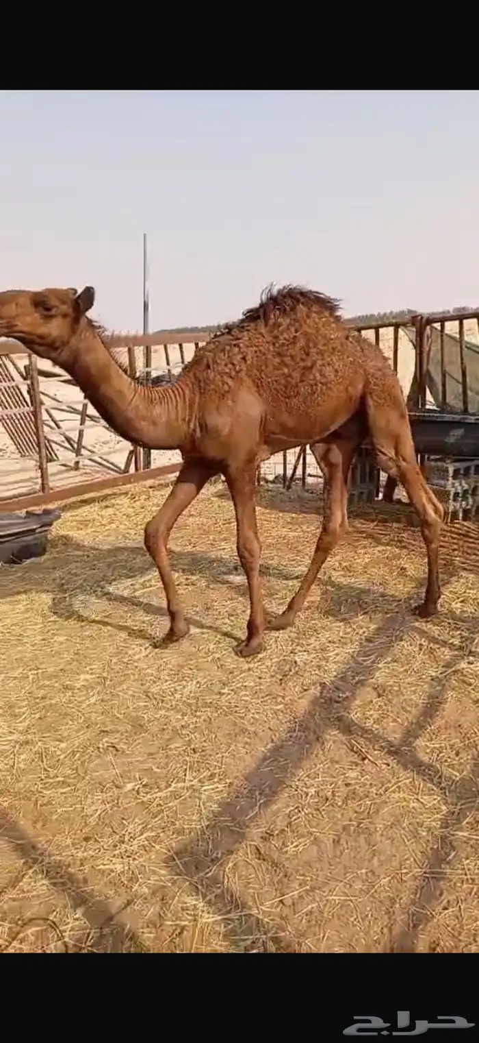 حاشي لباني 12