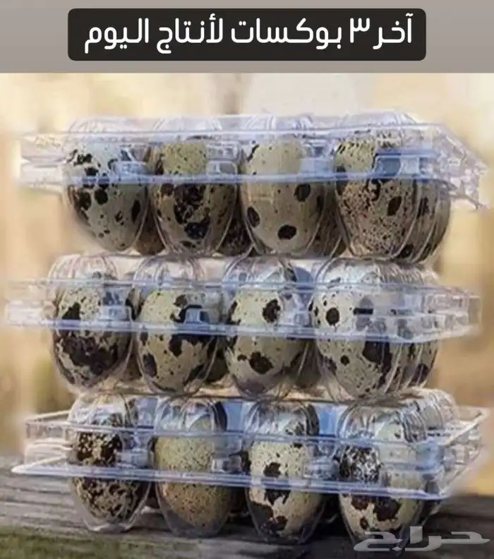بيض سمان 2