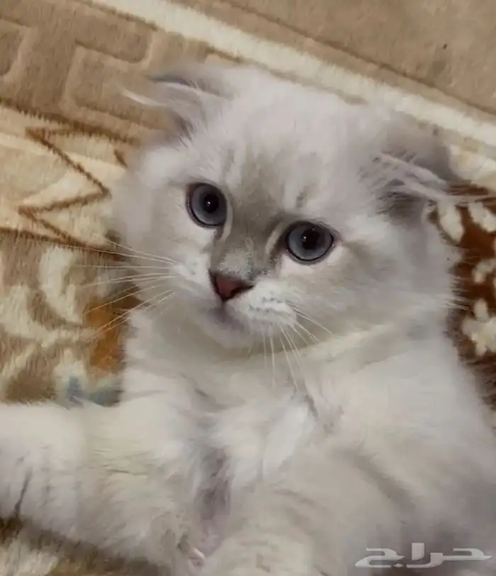 بيع قطط نظيفه منزليه 3